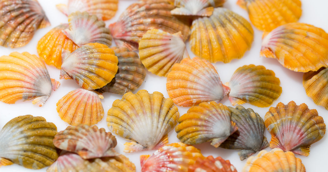 Hawaiian Sunrise Shells: Nature's Rainbow Treasure