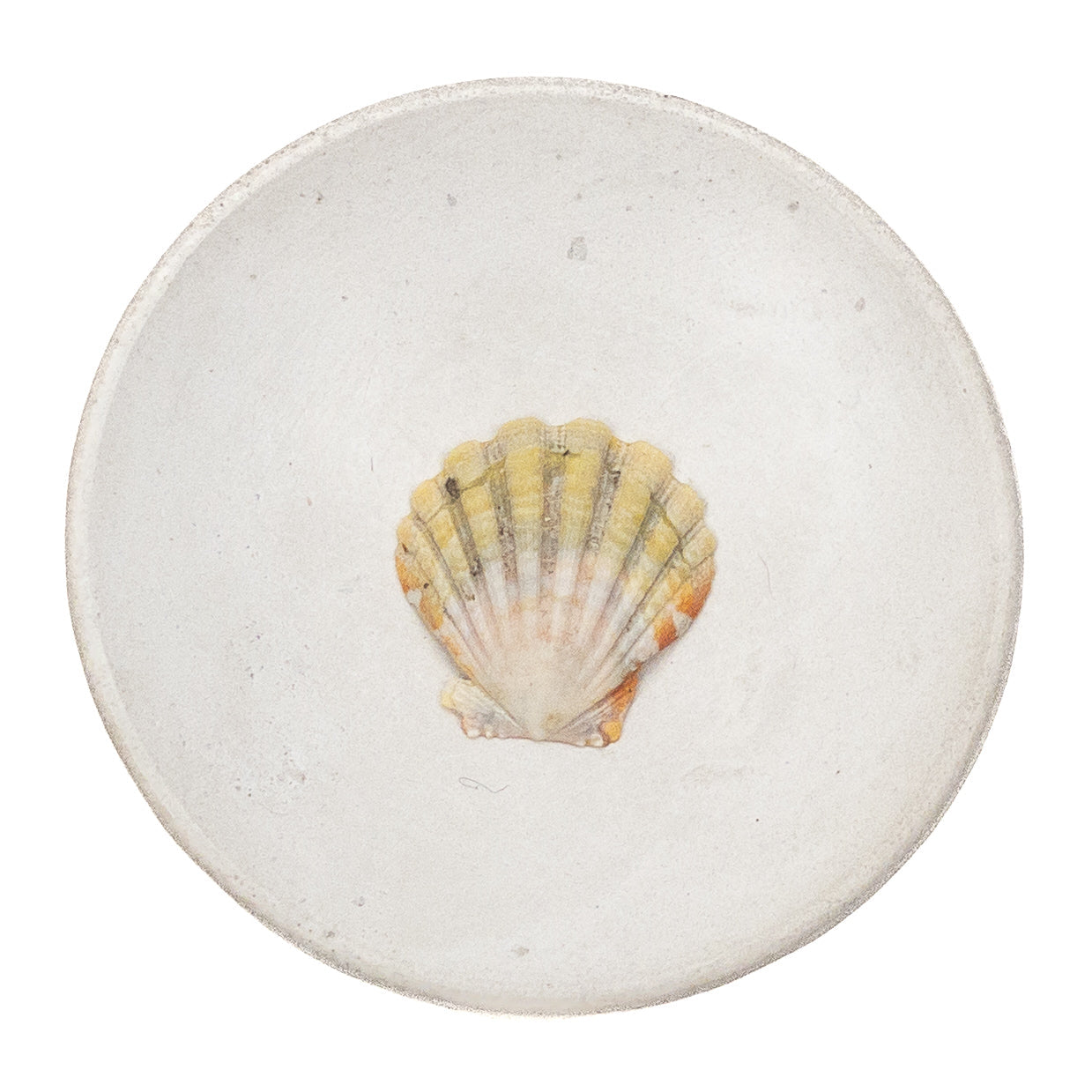 Basic Light Yellow Hawaiian Sunrise Shell - 1 pc.