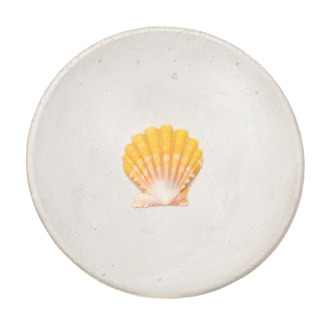 Basic Light Yellow Hawaiian Sunrise Shell - 1 pc.