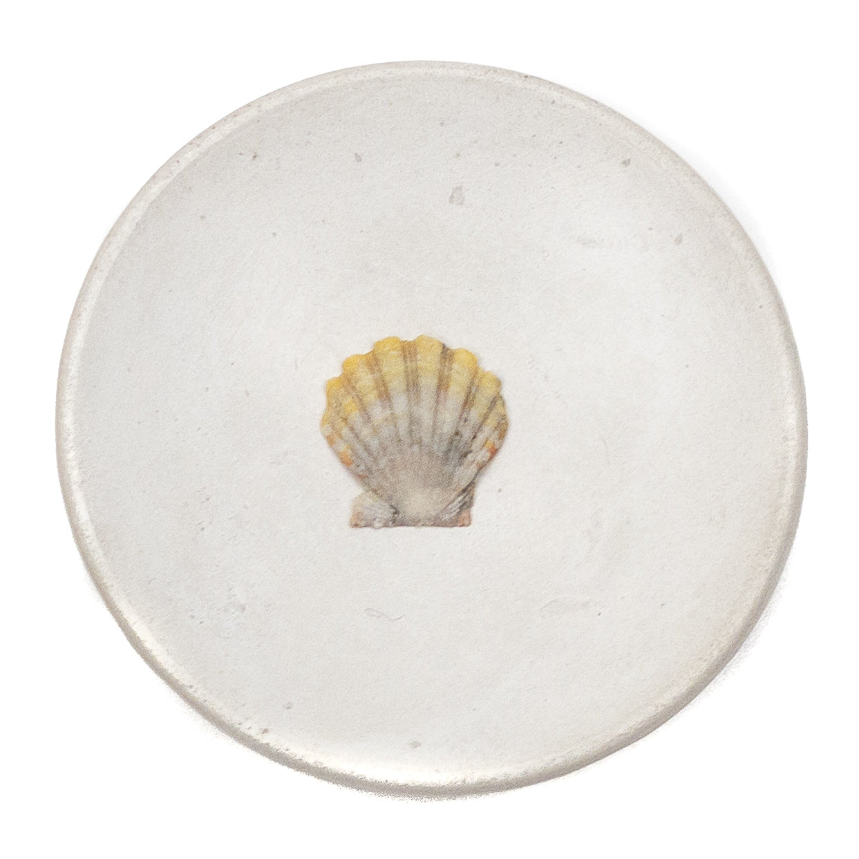 Basic Light Yellow Hawaiian Sunrise Shell - 1 pc.