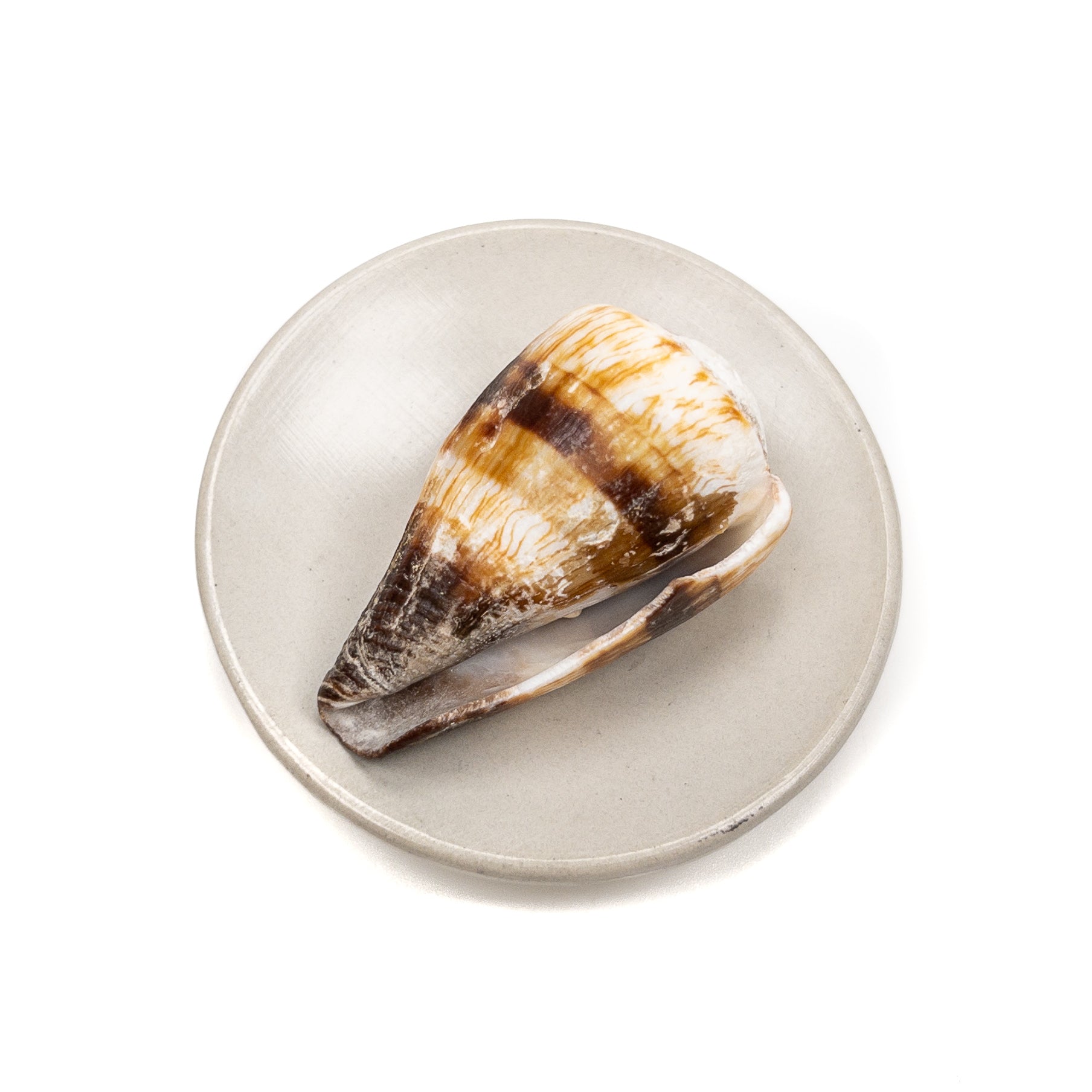 Deluxe Drilled Hawaiian Cone Shell - 1 pc.