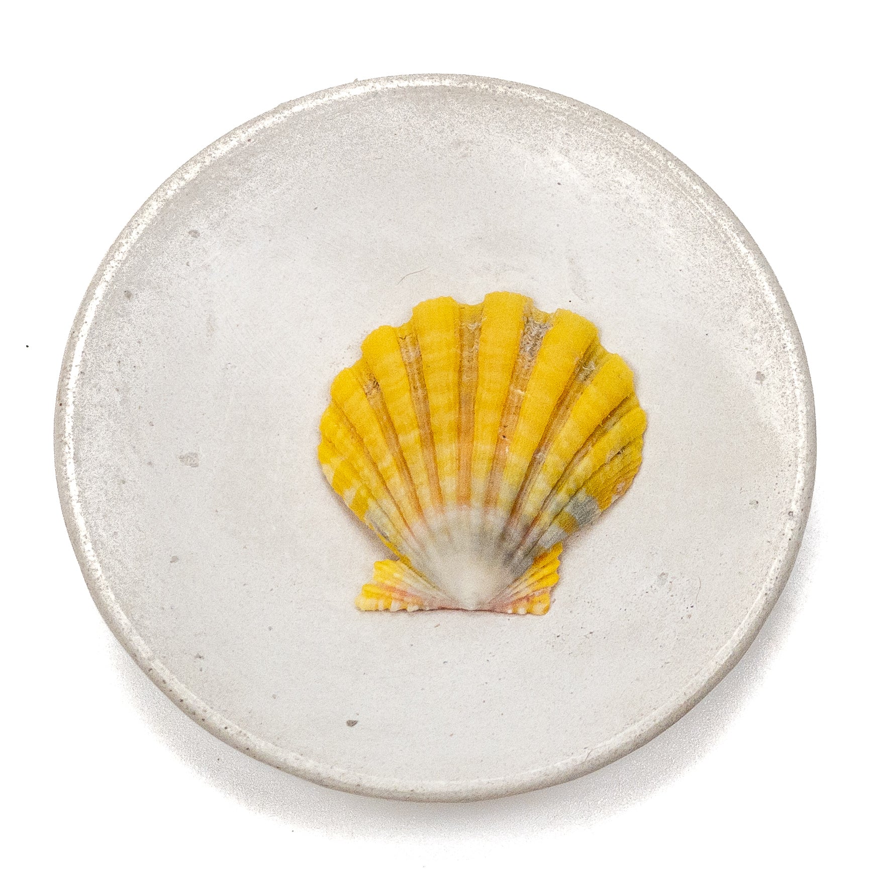 Hawaiian Sunrise Shell (Medium/Large) - 1 pc.