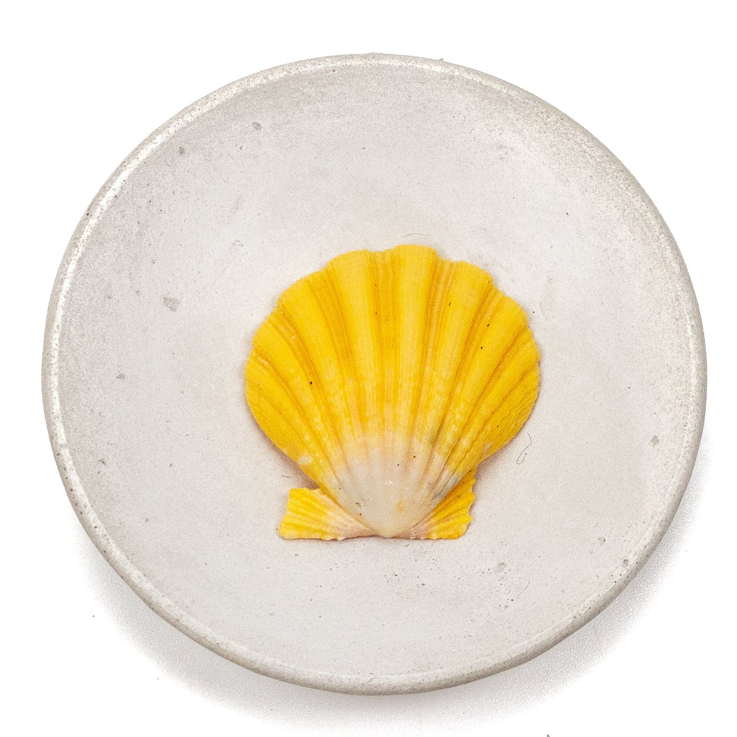 Hawaiian Sunrise Shell (Medium/Large) - 1 pc.