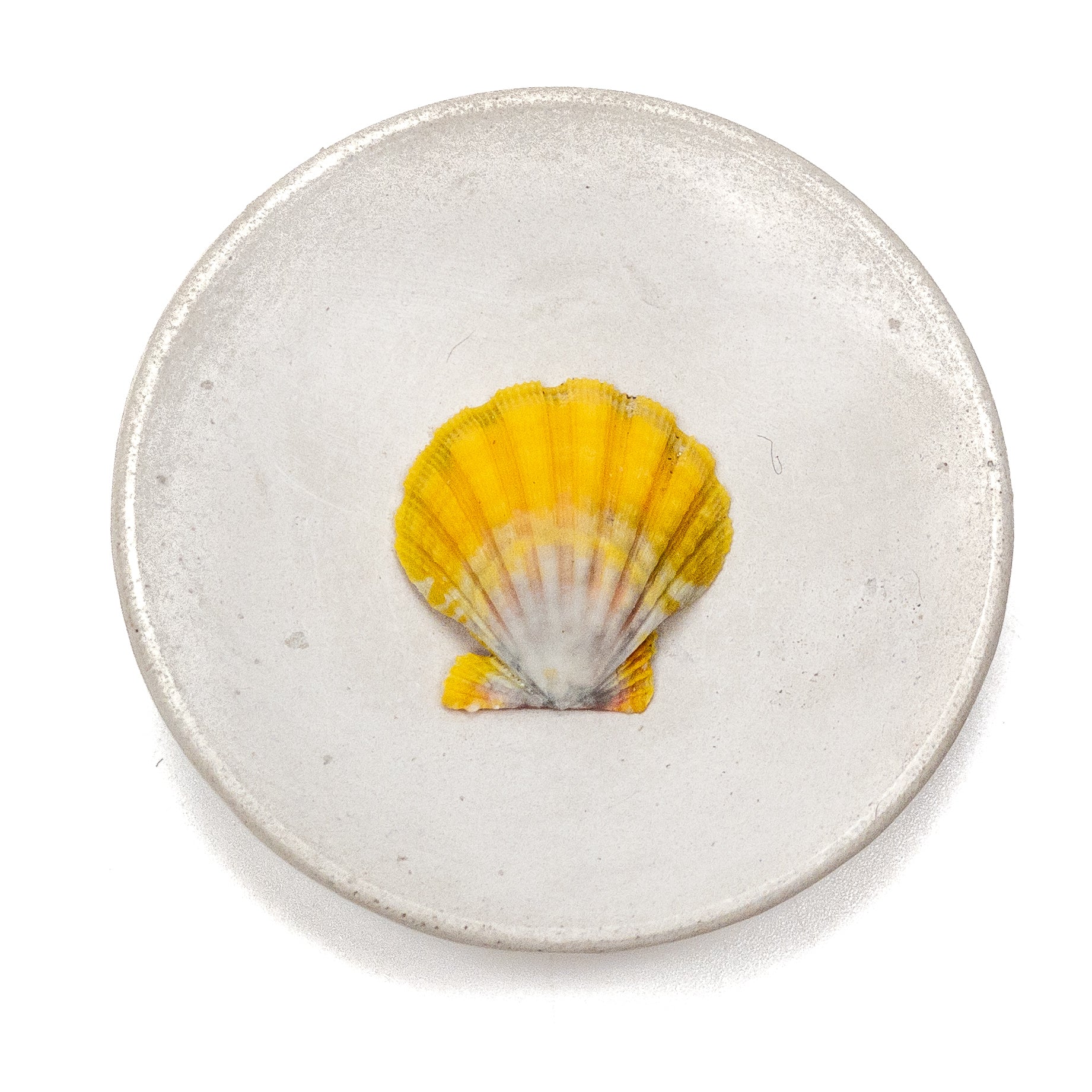 Hawaiian Sunrise Shell (Medium/Large) - 1 pc.