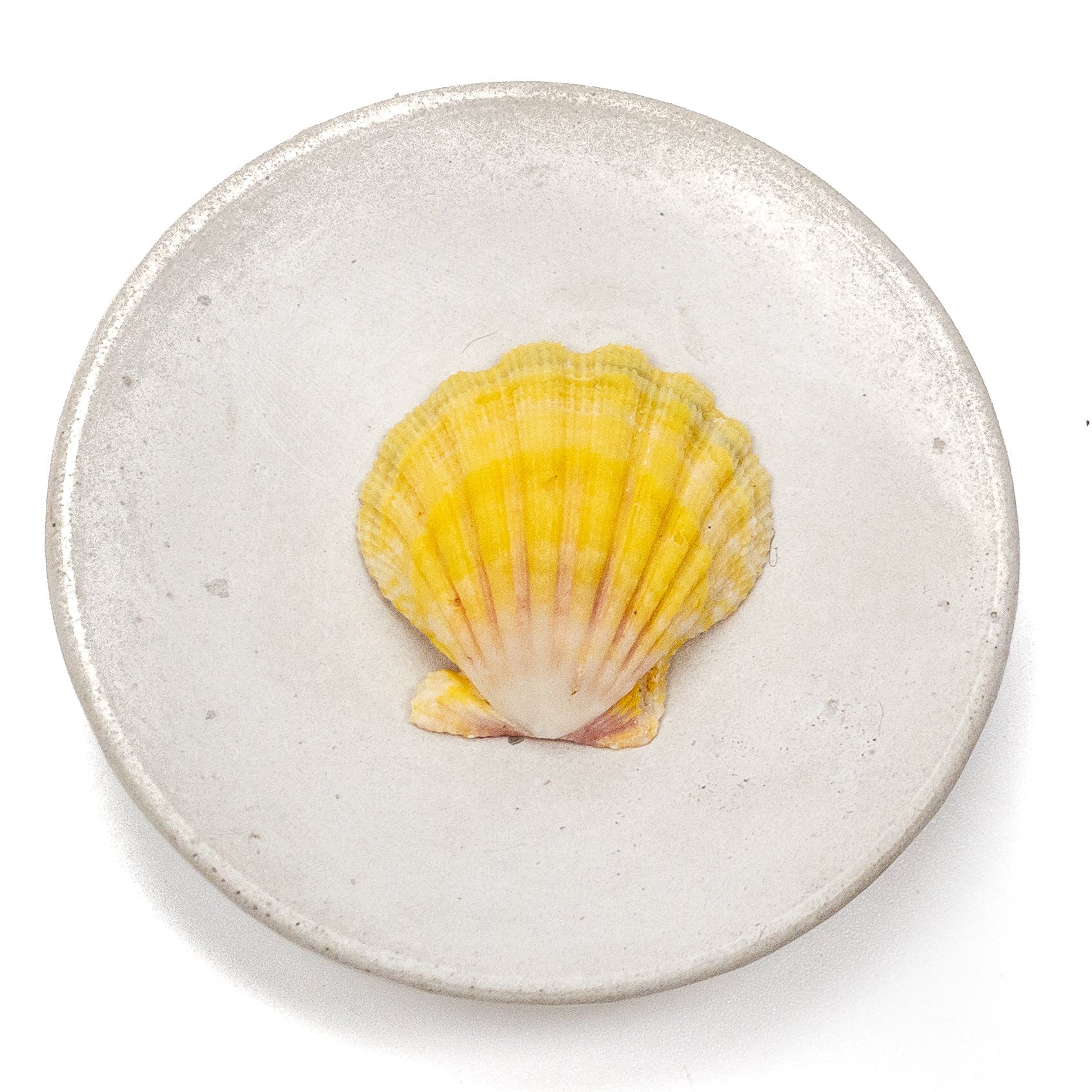 Hawaiian Sunrise Shell (Medium/Large) - 1 pc.