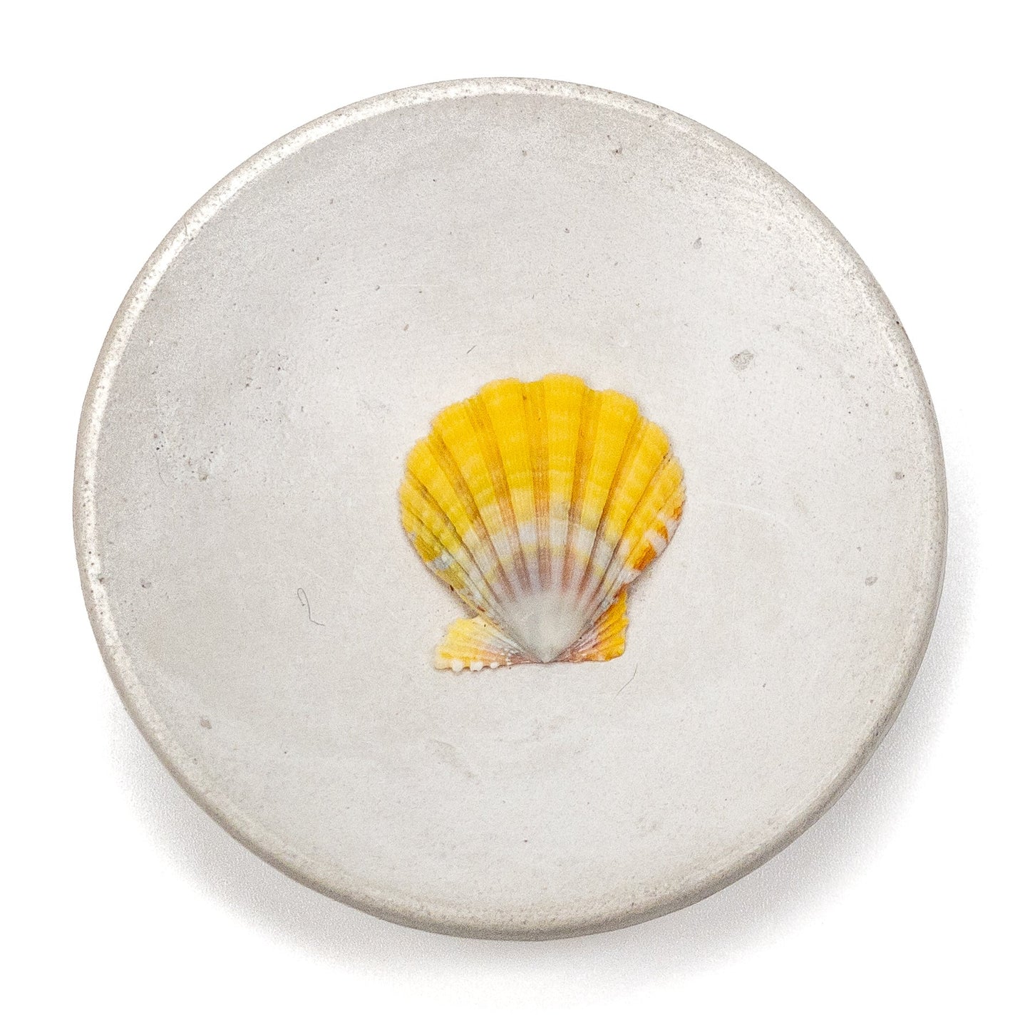 Hawaiian Sunrise Shell (Small/Medium) - 1 pc.