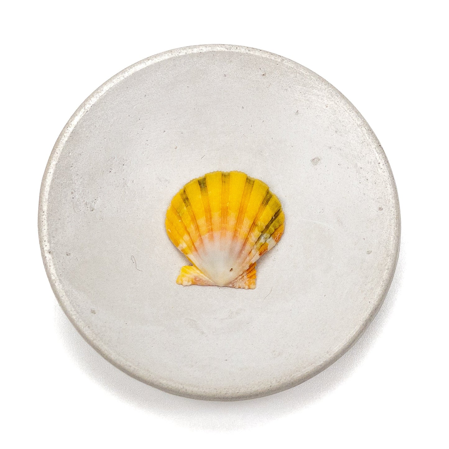 Hawaiian Sunrise Shell (Small/Medium) - 1 pc.