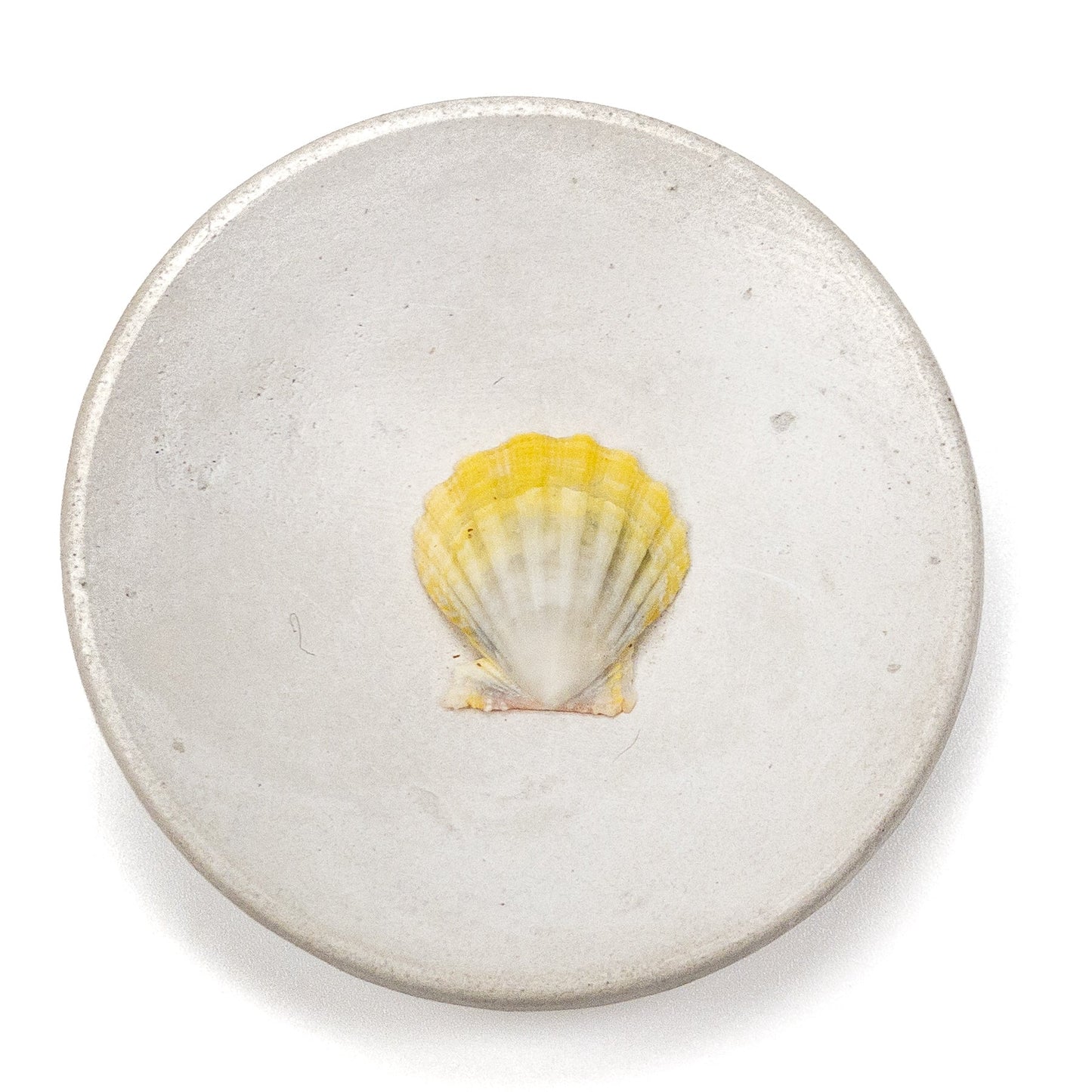 Hawaiian Sunrise Shell (Small/Medium) - 1 pc.