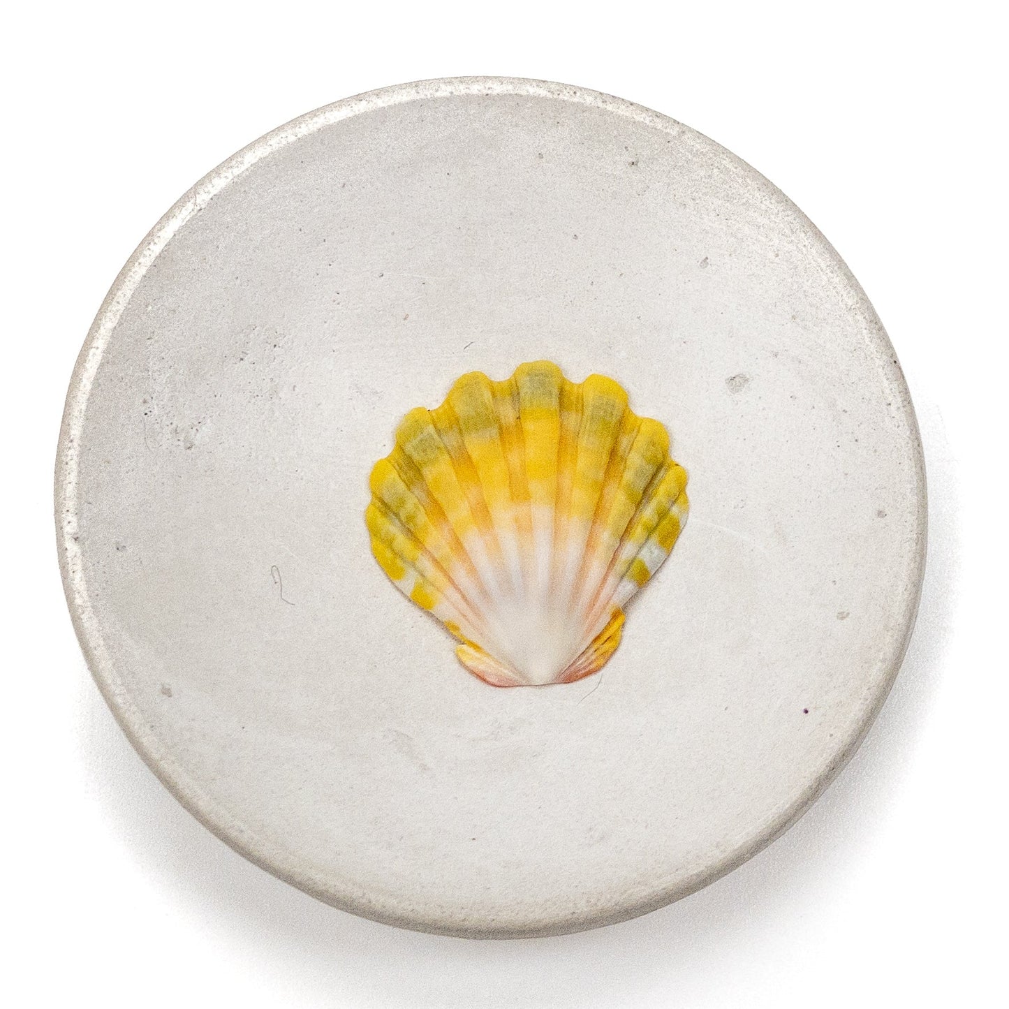 Hawaiian Sunrise Shell (Small/Medium) - 1 pc.