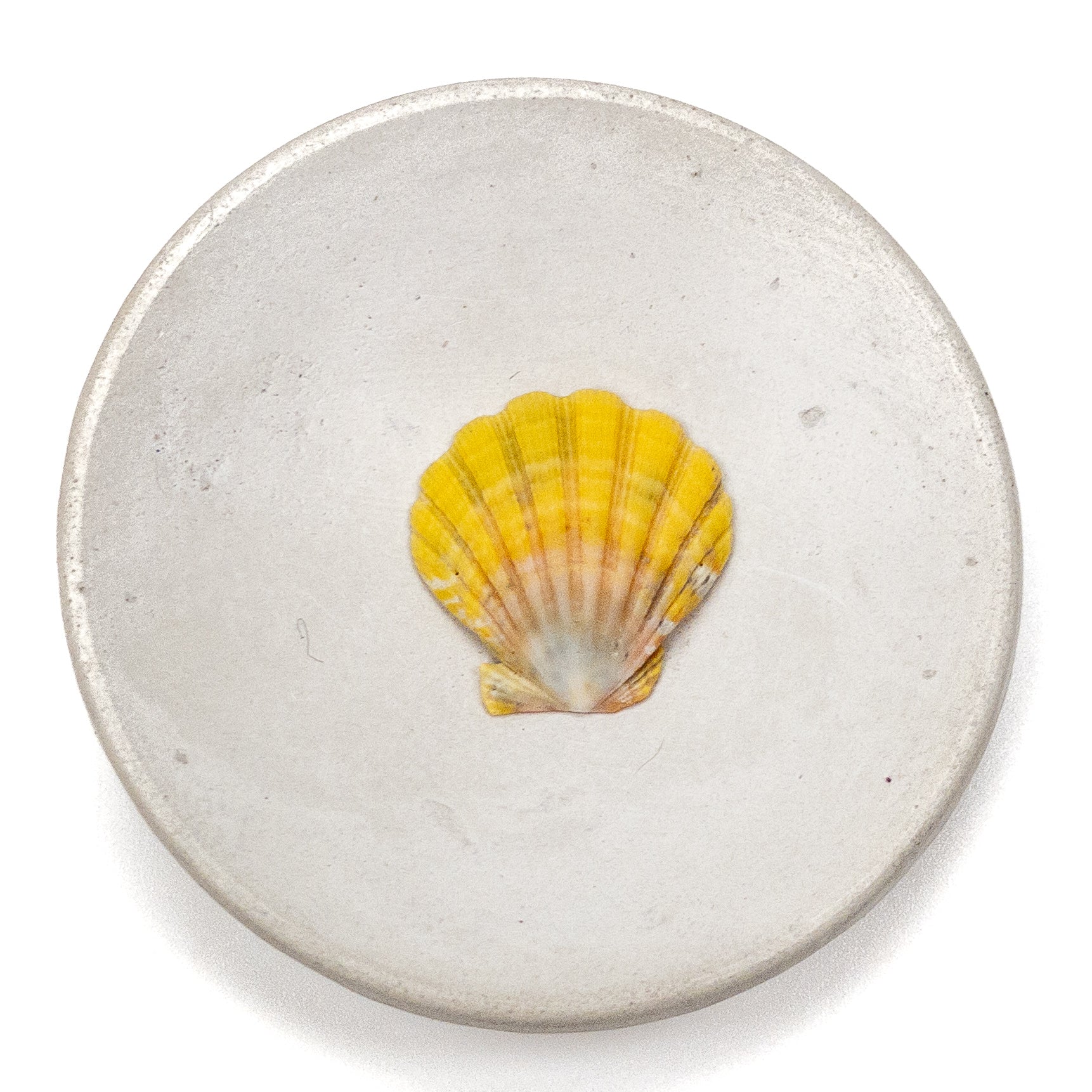 Hawaiian Sunrise Shell (Small/Medium) - 1 pc.