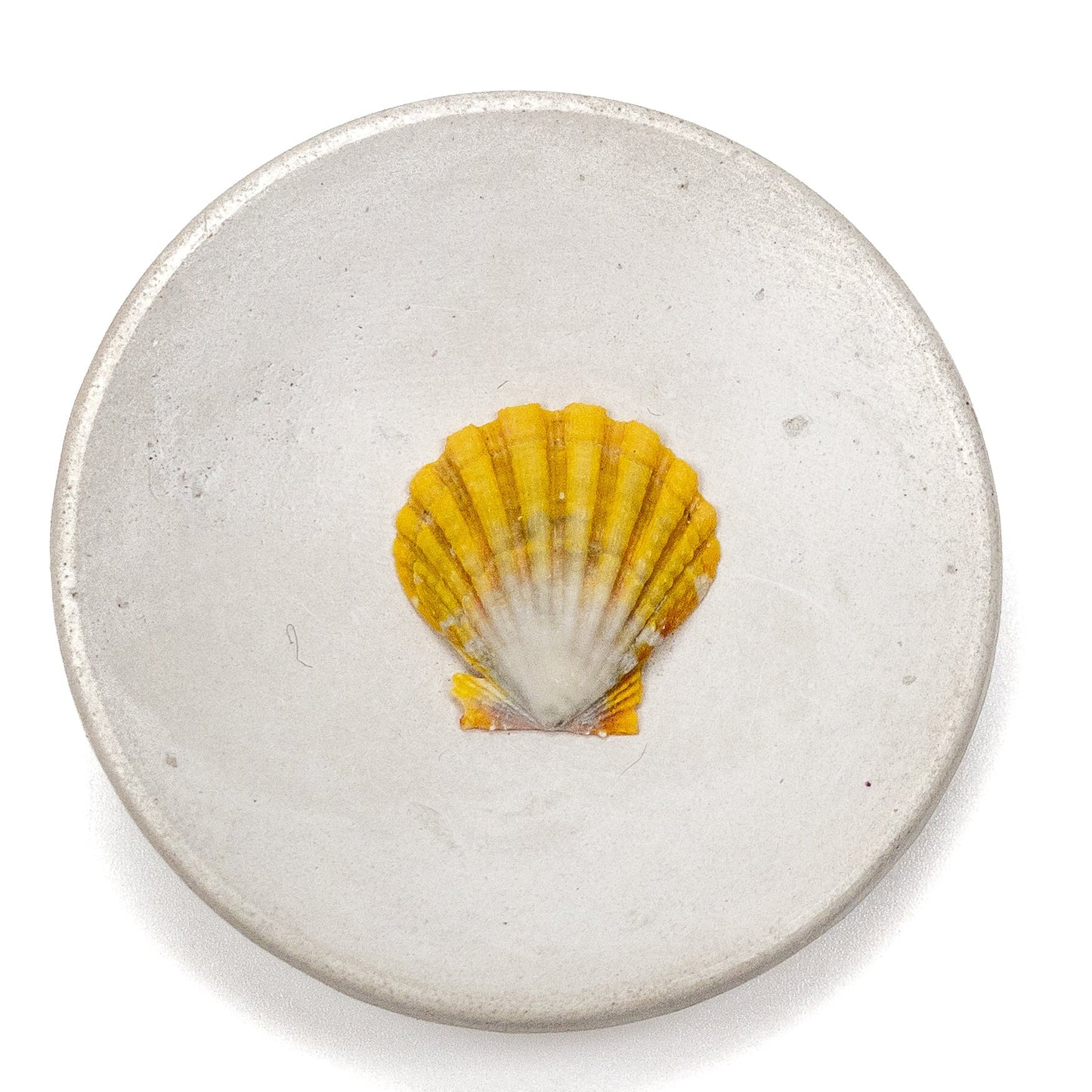 Hawaiian Sunrise Shell (Small/Medium) - 1 pc.