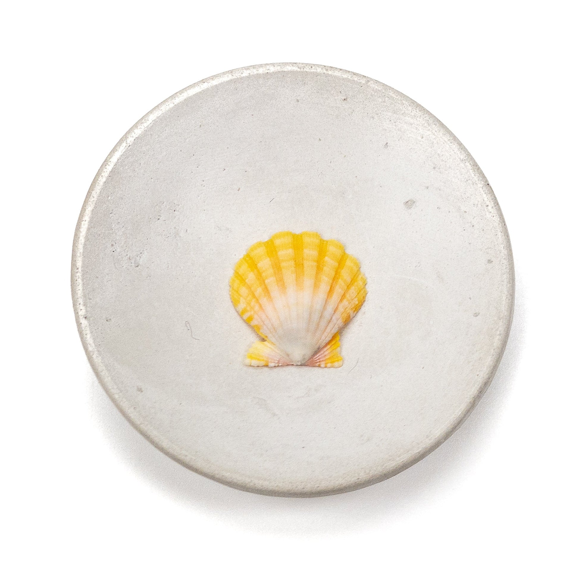 Hawaiian Sunrise Shell (Small/Medium) - 1 pc.