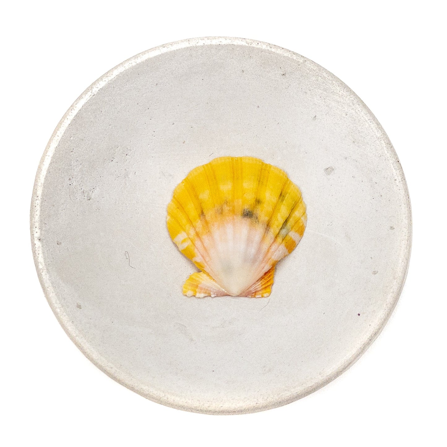 Hawaiian Sunrise Shell (Small/Medium) - 1 pc.