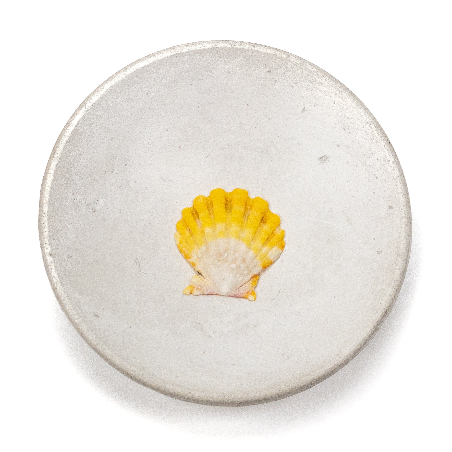 Hawaiian Sunrise Shell (Small/Medium) - 1 pc.