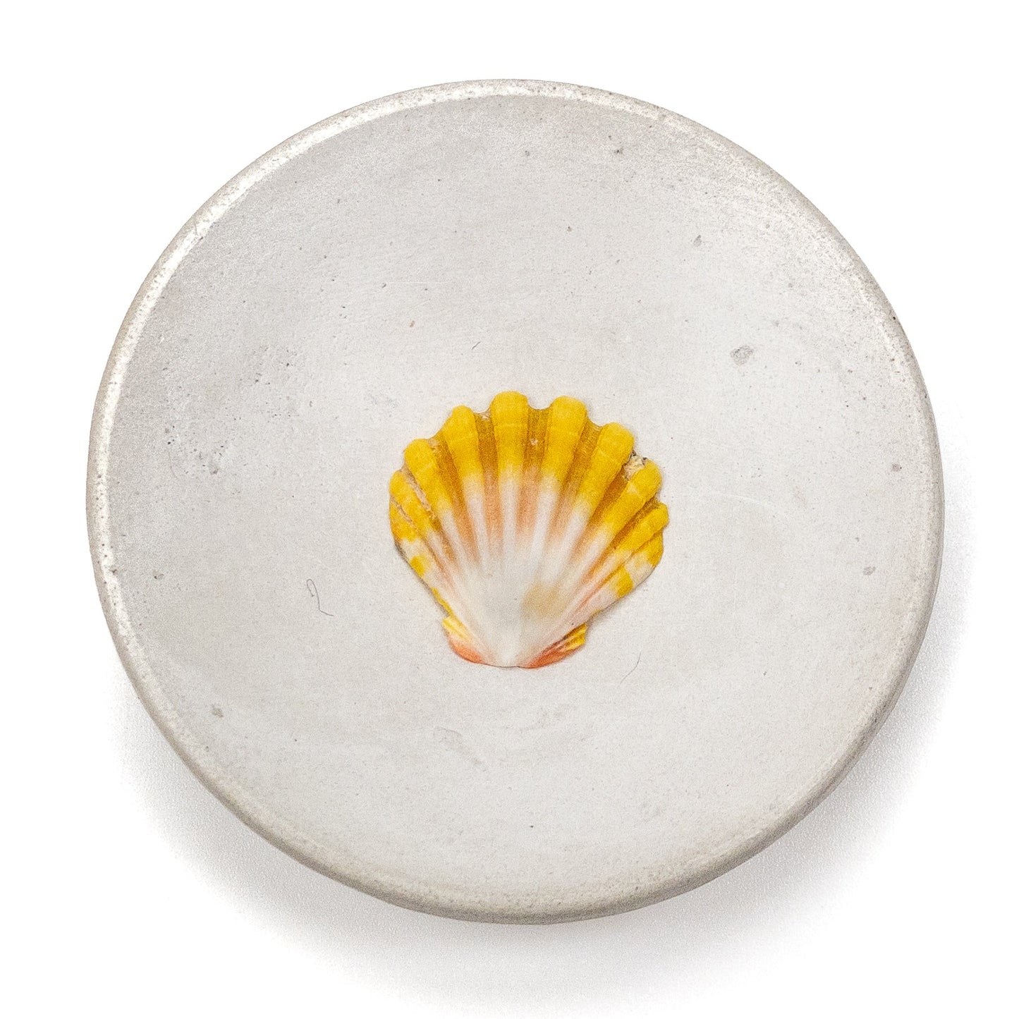 Hawaiian Sunrise Shell (Small/Medium) - 1 pc.