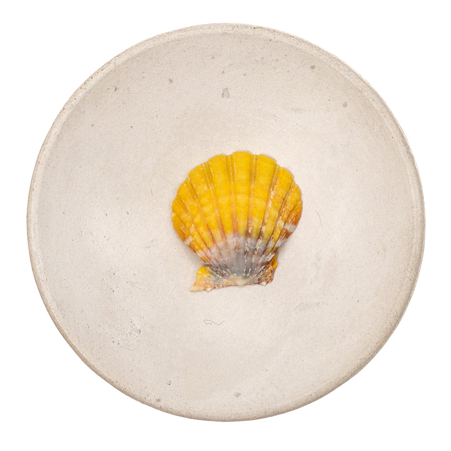 Super Premium Hawaiian Sunrise Shell - 1 pc.