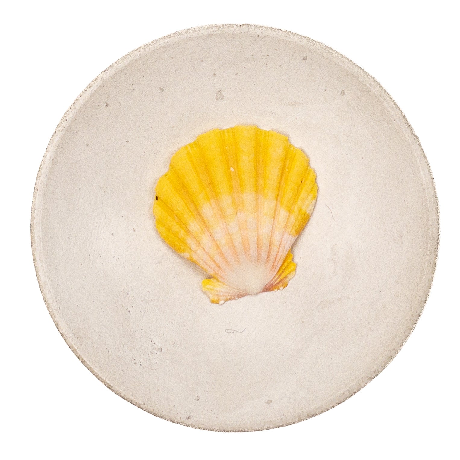 Super Premium Hawaiian Sunrise Shell - 1 pc.