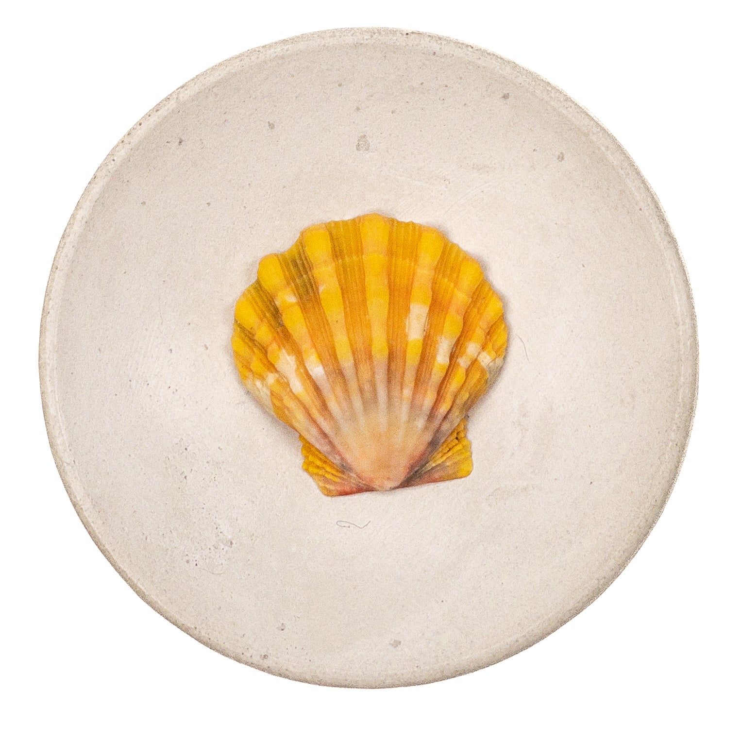 Super Premium Hawaiian Sunrise Shell - 1 pc.