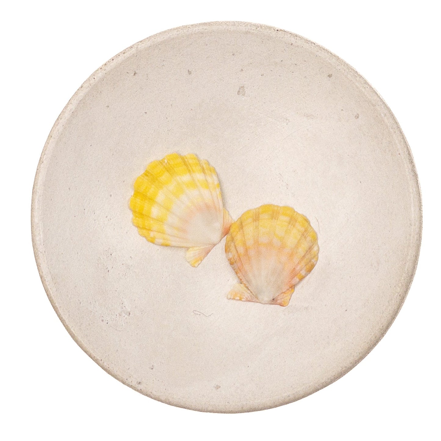 Super Premium Hawaiian Sunrise Shell - 1 pc.