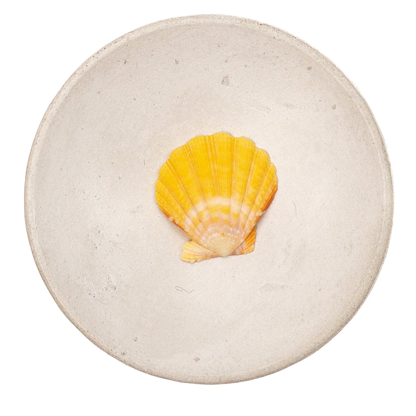 Super Premium Hawaiian Sunrise Shell - 1 pc.