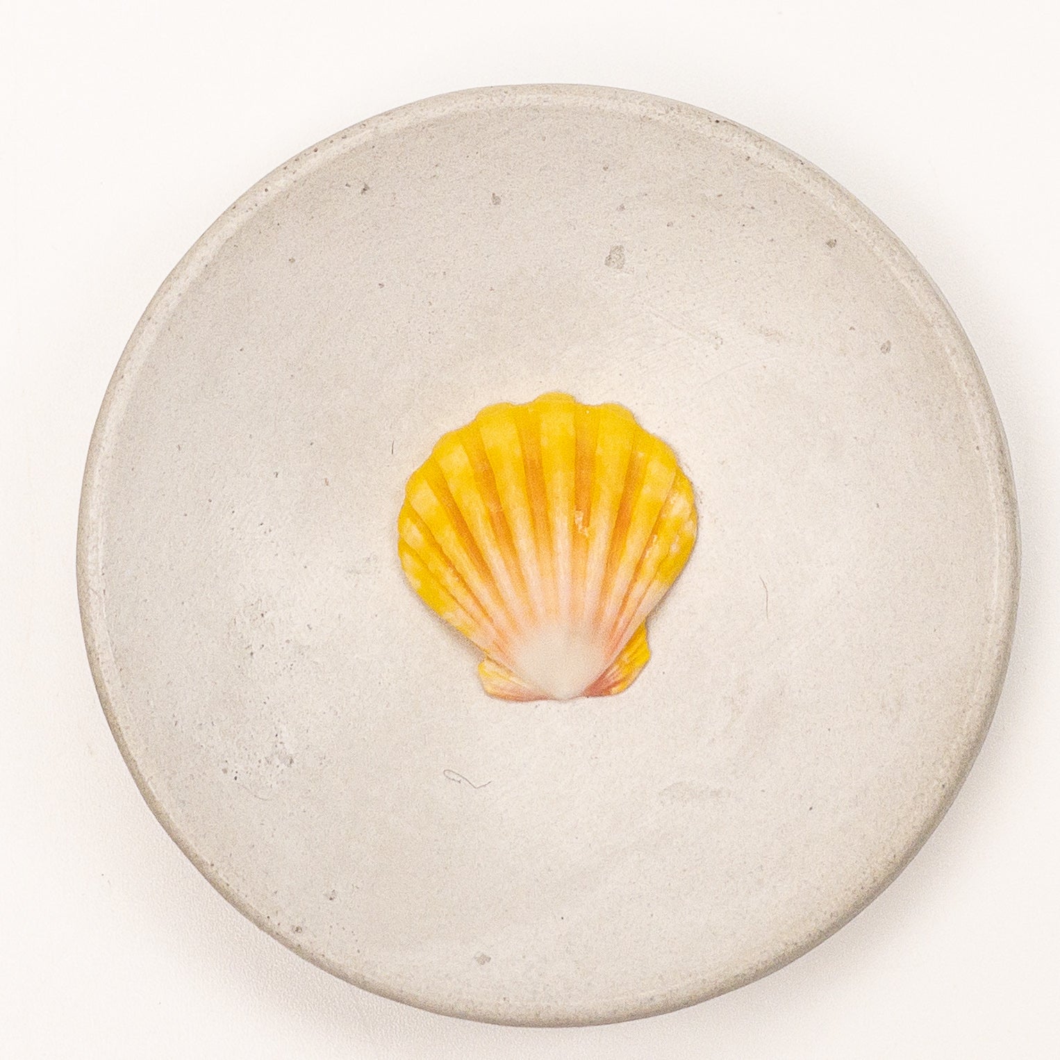 Super Premium Hawaiian Sunrise Shell - 1 pc.