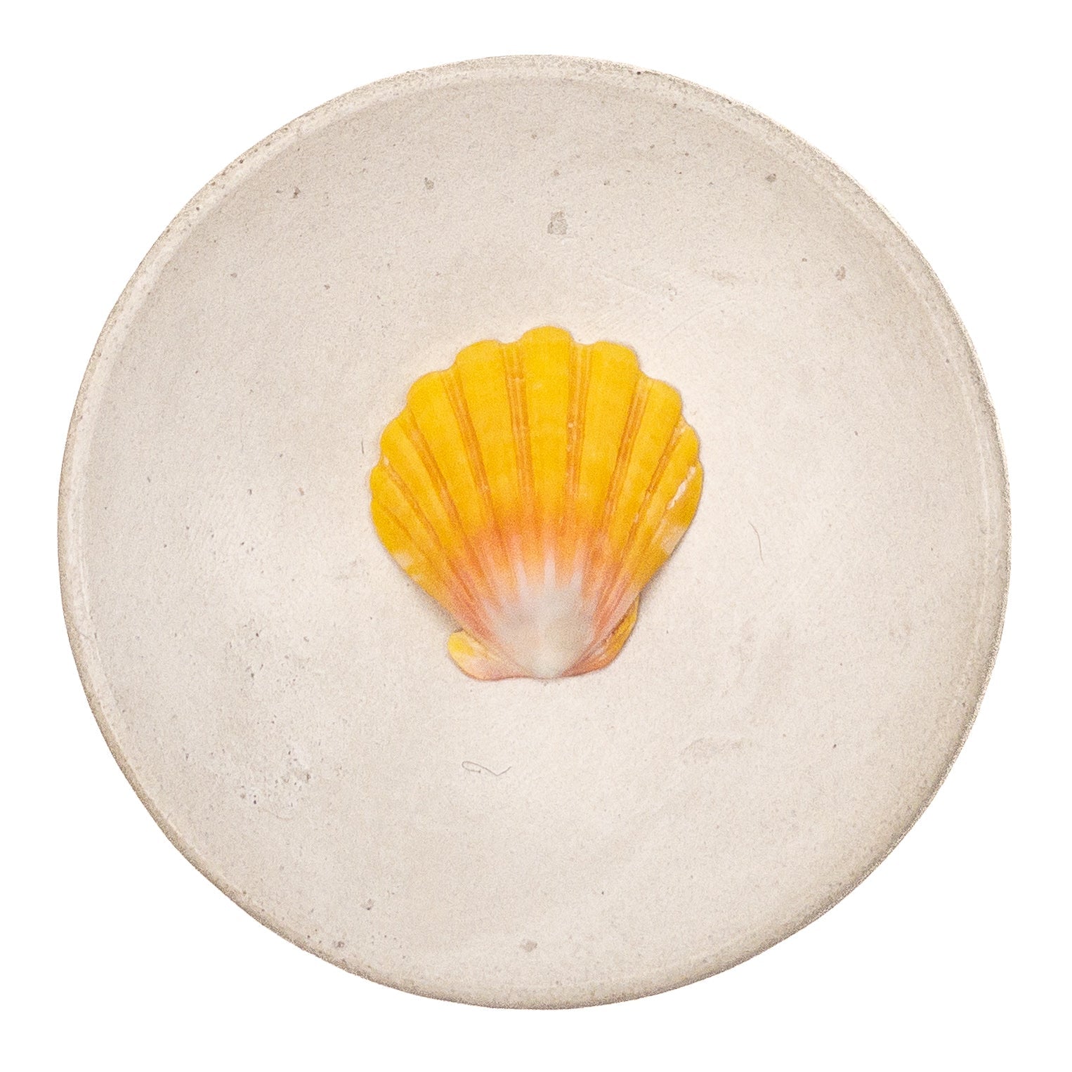 Super Premium Hawaiian Sunrise Shell - 1 pc.