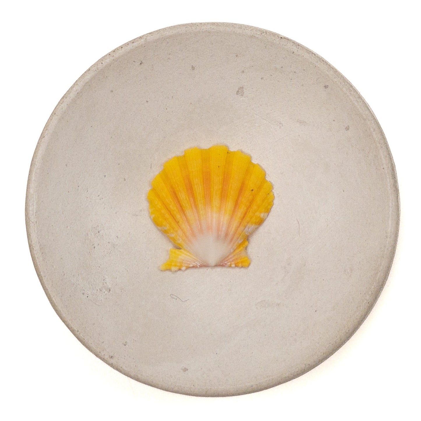 Super Premium Hawaiian Sunrise Shell - 1 pc.