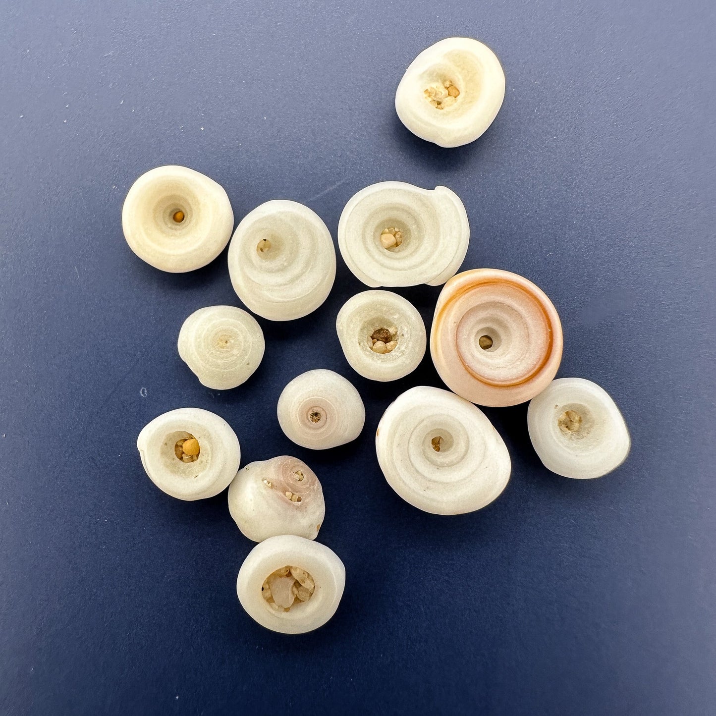 Undrilled Hawaiian Puka Shell - 10 pcs. (P3202)