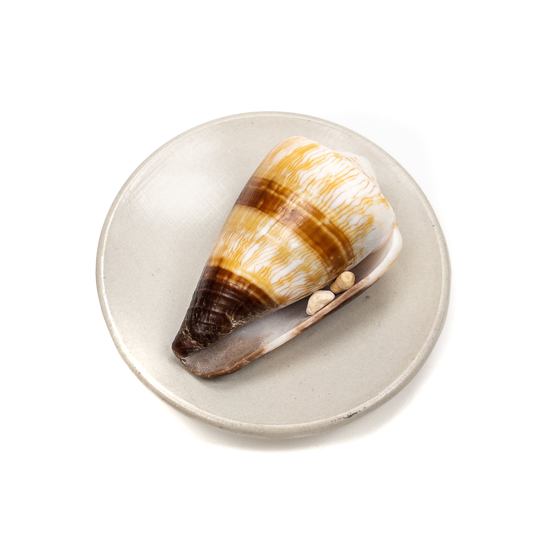 Deluxe Drilled Hawaiian Cone Shell - 1 pc.