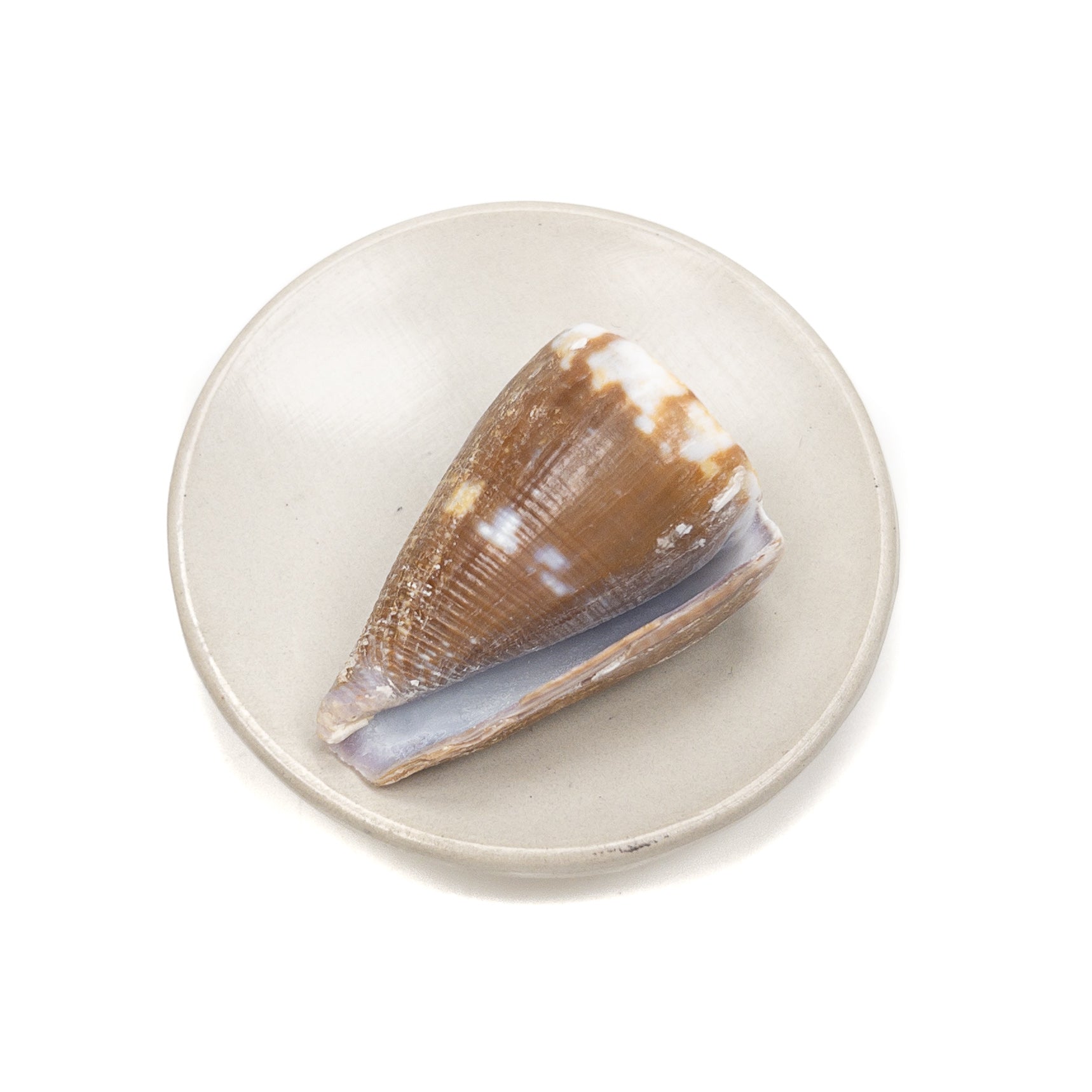 Deluxe Drilled Hawaiian Cone Shell - 1 pc.
